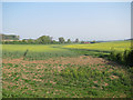 Oil seed rape off Westley Bottom Road