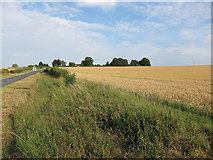 TL4250 : Wheat field by Newton Road by Hugh Venables