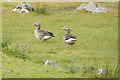 Greylag Geese (Anser anser), Scaladale