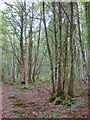 Woodland, Coopers Moor