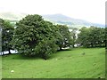 Grassland beside Loch Tay