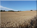 Footpath across a corn field in August