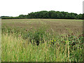 View towards Parham Wood, Parham