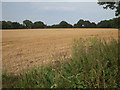 Wheat field by Eastling Road