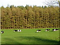 Grazing cattle near Eavestone