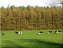 SE2165 : Grazing cattle near Eavestone by Maigheach-gheal
