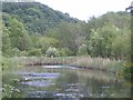 Waterfowl reserve on the Seaton Countryside Park