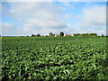 Whitethorn  over  a  Turnip  Field