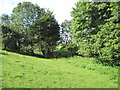 Footpath  to  Whitethorn