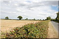 Hedge full of Berries to Harvested Field