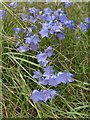 Harebells below Westbury Beacon