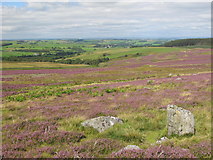 NY9354 : Embley Fell by Mike Quinn