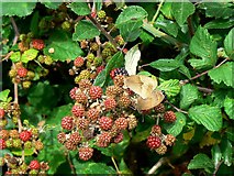 SU0292 : Brambles and butterflies, Rigsby's Lane, Minety by Brian Robert Marshall