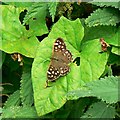 Butterfly and bindweed, Rigsby