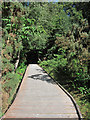 Boardwalk through Mallydams Wood