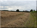 SO8298 : Wheat stubble and straw in fields south of Pattingham by Richard Law