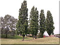 Four Poplars and Silver Birch tree