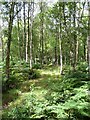 Birch woodland, Thornthwaite