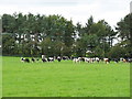 Cattle and farmland near the Miners