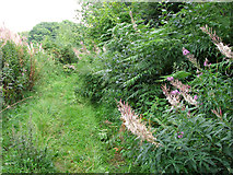 TG1312 : Willowherb growing alongside Sandy Lane, Ringland Hills by Evelyn Simak