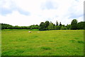 Grazing land by the River Devon.