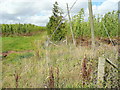 Hop gardens near Castle Frome