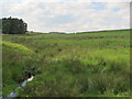 Rough pastures around Painsdale Burn