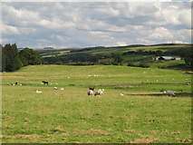 NY6863 : Farmland east of Redpeth by Mike Quinn