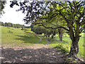 Path to Goyt Valley, Lower Bredbury