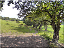 SJ9290 : Path to Goyt Valley, Lower Bredbury by David Dixon