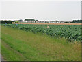 View across farmland near John