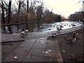 Wild fowl Lake, Thornes Park, Wakefield