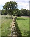 Wall and tree by Dobpark Wood