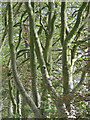 Beech trees