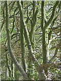 NS6740 : Beech trees by William Starkey