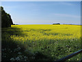 Oil seed rape field