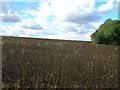 Farmland off Wood Lane