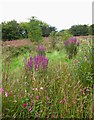 Gwledd o flodau / A feast of flora