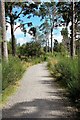 Cycle Track at Coylumbridge