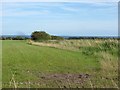 Grassland, Longhoughton