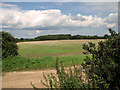 Harvested field north of Mill Lane, Briningham