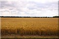 SU4694 : Wheatfield near Drayton by Steve Daniels