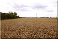 SU4694 : Wheatfield near Marcham Mill by Steve Daniels