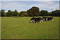 Cattle in a field near Datchet