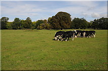 SU9876 : Cattle in a field near Datchet by Philip Halling