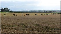 NU2028 : Wheat field, Swinhoe by Richard Webb
