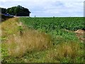 SE3936 : Vegetable crop on Barnbow Carr by Christine Johnstone
