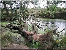 SP2279 : Dead oak fallen across a pond  by Robin Stott