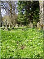 Primroses in the churchyard, Longhirst