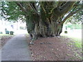 SU8622 : Ancient Yew tree in St James churchyard Stedham by Dave Spicer